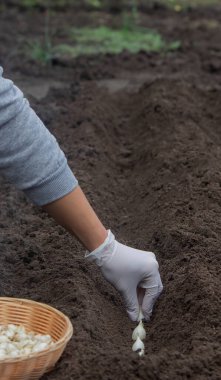 Soğan ekme: Gelecek Hasat İçin El İşi. Seçici odak.