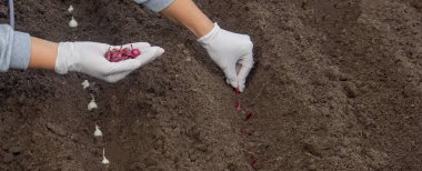 Soğan ekme: Gelecek Hasat İçin El İşi. Seçici odak.