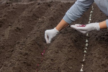 Soğan ekme: Gelecek Hasat İçin El İşi. Seçici odak.