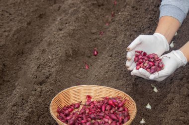 Soğan ekme: Gelecek Hasat İçin El İşi. Seçici odak.