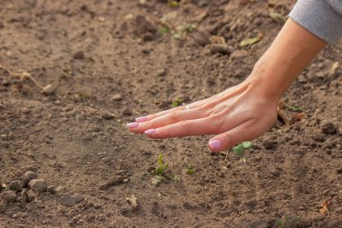 Soğan ekme: Gelecek Hasat İçin El İşi. Seçici odak.