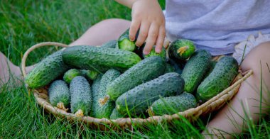 Yeşil çimlerin üzerinde bir sepet taze salatalık taşıyan küçük kız..