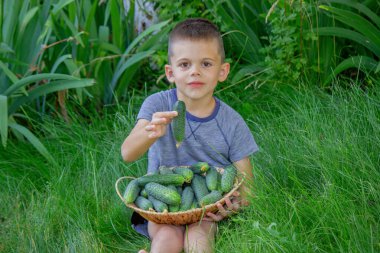 Bahçedeki sepetten taze salatalık yiyen bir çocuk..