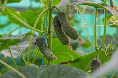Salatalıklar yakından büyüyor. Seçici odak.