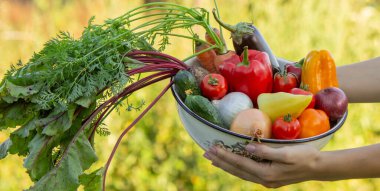 Kadın çiftçi elinde taze sebzelerle kaseyle bahçede hasat yapıyor..