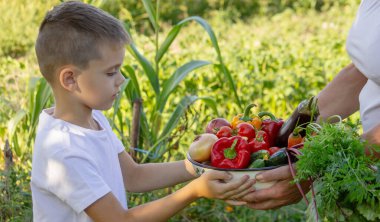 Çocuk bahçede hasat için yardım ediyor, taze organik sebzeler..