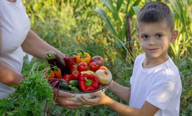 Çocuk bahçede hasat için yardım ediyor, taze organik sebzeler..