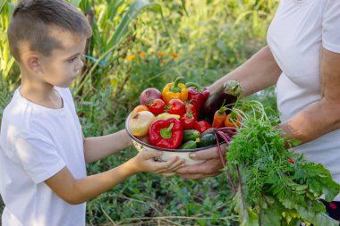 Çocuk bahçede hasat için yardım ediyor, taze organik sebzeler..