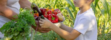 Çocuk bahçede hasat için yardım ediyor, taze organik sebzeler..