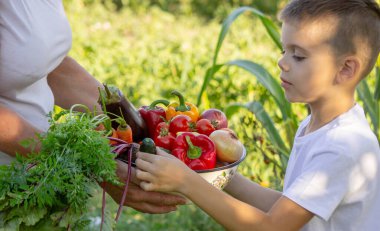 Çocuk bahçede hasat için yardım ediyor, taze organik sebzeler..