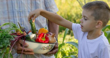 Çocuk bahçede hasat için yardım ediyor, taze organik sebzeler..