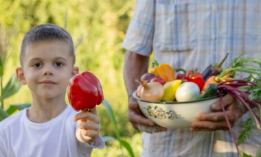 Çocuk bahçede hasat için yardım ediyor, taze organik sebzeler..