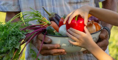 Çocuk bahçede hasat için yardım ediyor, taze organik sebzeler..