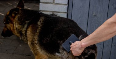 Bir adam bir köpeğin tüylerini tarar. Seçici odak.