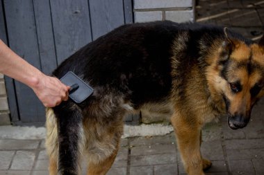 Bir adam bir köpeğin tüylerini tarar. Seçici odak.