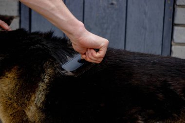 Bir adam bir köpeğin tüylerini tarar. Seçici odak.