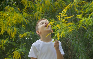 Çocuk Hapşıran Açık Hava Goldenrod Fabrikaları, Mevsimsel Alerji Konsepti.