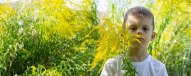 Çocuk Hapşıran Açık Hava Goldenrod Fabrikaları, Mevsimsel Alerji Konsepti.