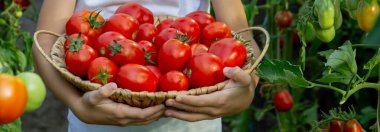 Bahçede Domatesli Çocuk.