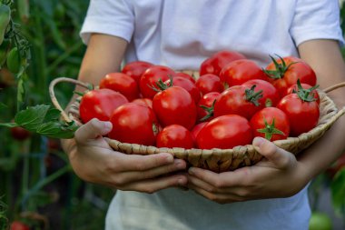 Bahçede Domatesli Çocuk.