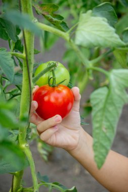 Bahçede Domatesli Çocuk.