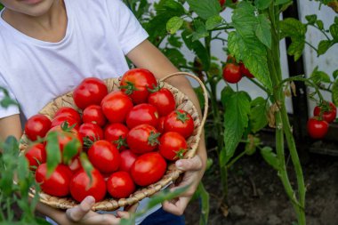 Bahçede Domatesli Çocuk.