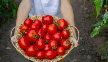 Bahçede Domatesli Çocuk.