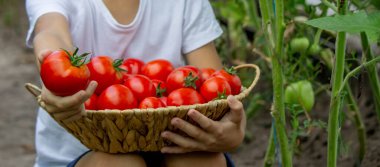 Bahçede Domatesli Çocuk.