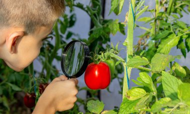 Bahçede Domatesleri İnceleyen Meraklı Çocuk.
