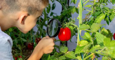 Bahçede Domatesleri İnceleyen Meraklı Çocuk.