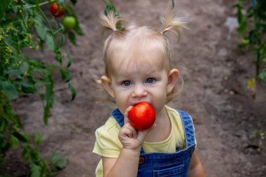 Serada Olgun Domates Toplayan Küçük Kız.