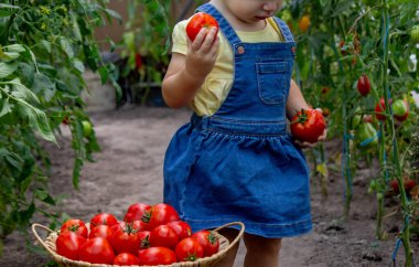 Serada Olgun Domates Toplayan Küçük Kız.