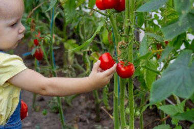 Serada Olgun Domates Toplayan Küçük Kız.