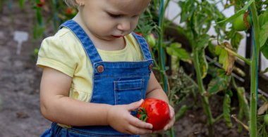 Serada Olgun Domates Toplayan Küçük Kız.