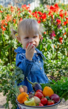 Bahçede Taze Sebze Toplayan Küçük Kız.