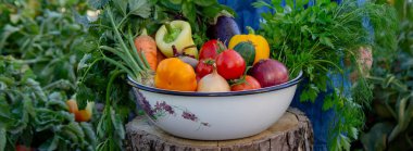 Bahçede Taze Sebze Toplayan Küçük Kız.