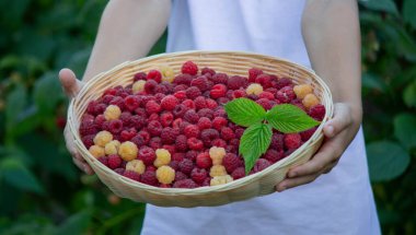 Taze ahududu tutan Çocuk Yaz Hasadı ve Sağlıklı Yeme.