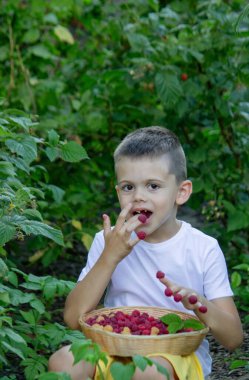 Taze ahududu tutan Çocuk Yaz Hasadı ve Sağlıklı Yeme.