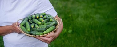 Elinde salatalık sepeti olan yaşlı bir kadın. Kırsal yaşam.