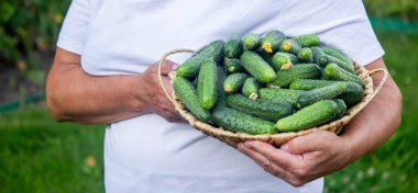 Elinde salatalık sepeti olan yaşlı bir kadın. Kırsal yaşam.