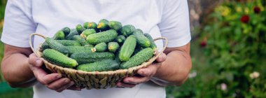 Elinde salatalık sepeti olan yaşlı bir kadın. Kırsal yaşam.