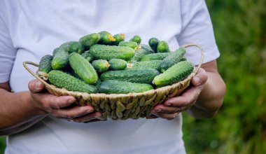 Elinde salatalık sepeti olan yaşlı bir kadın. Kırsal yaşam.