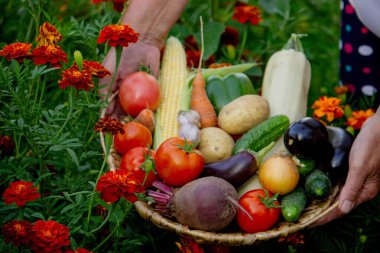 Elinde sepet ve sebze tutan yaşlı bir kadın. Kırsal yaşam.