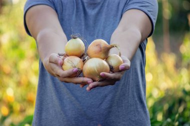 Bahçedeki soğan hasadı, köy hayatı.