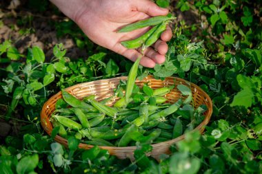 Bahçesinde taze toplanmış yeşil bezelye kabukları olan bir adam..