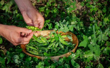 Bahçesinde taze toplanmış yeşil bezelye kabukları olan bir adam..