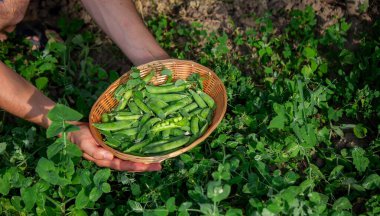 Bahçesinde taze toplanmış yeşil bezelye kabukları olan bir adam..