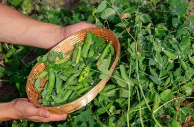 Bahçesinde taze toplanmış yeşil bezelye kabukları olan bir adam..