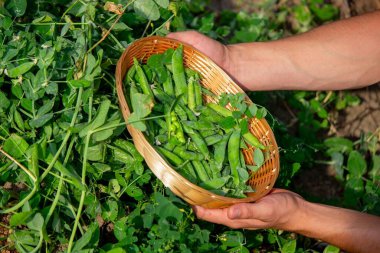 Bahçesinde taze toplanmış yeşil bezelye kabukları olan bir adam..