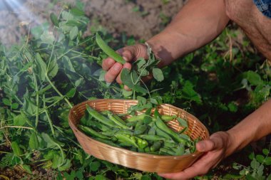 Bahçesinde taze toplanmış yeşil bezelye kabukları olan bir adam..